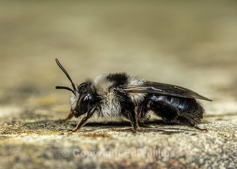 Andrena cineraria (f) - Andrena cineraria