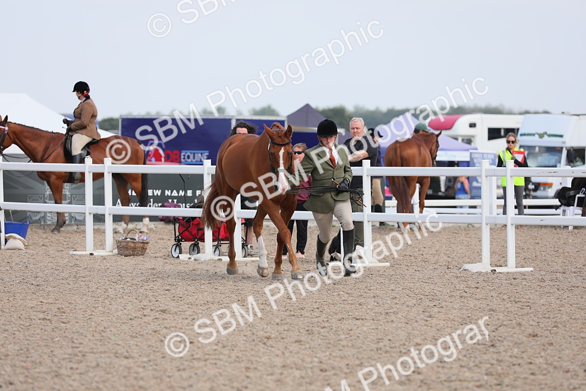 SBM_15804 - Class 312 IH Competition Horse/Pony