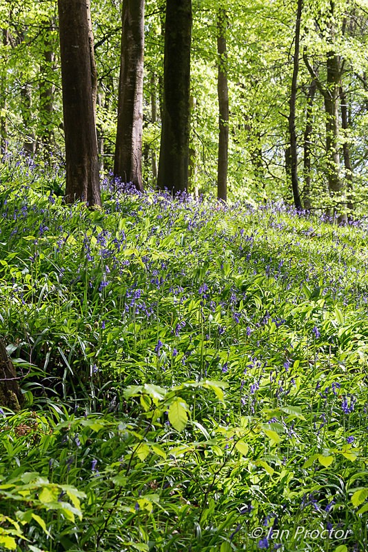 Bluebells in the Forest - Spring
