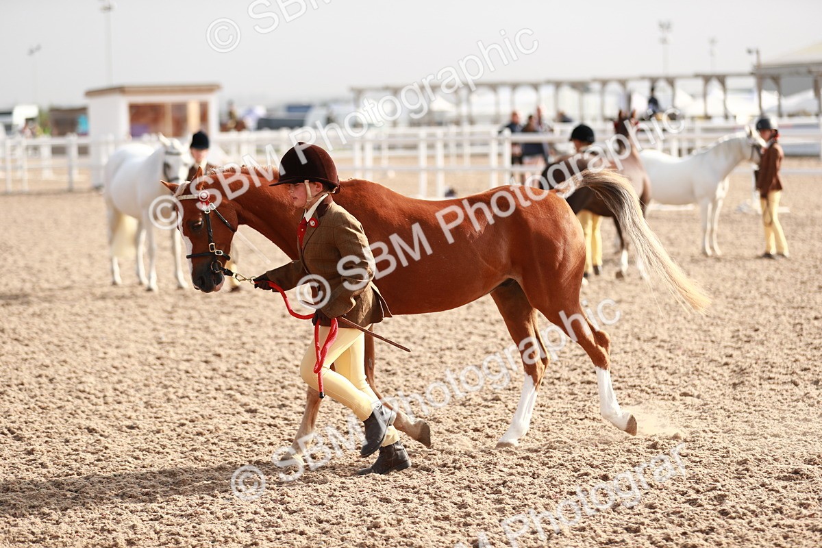 SBM_09879 - Class 203 Young Handler, 10 years and under