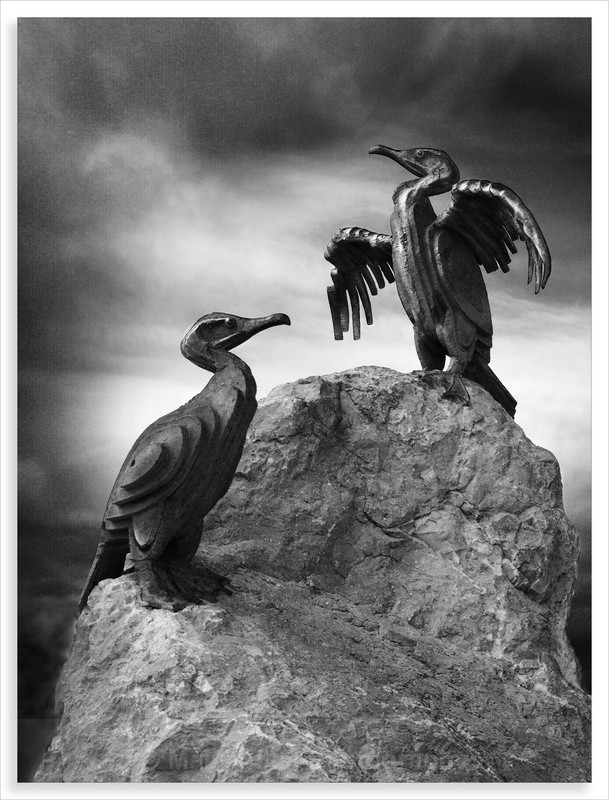 Cormorants - Black & White/Monochrome