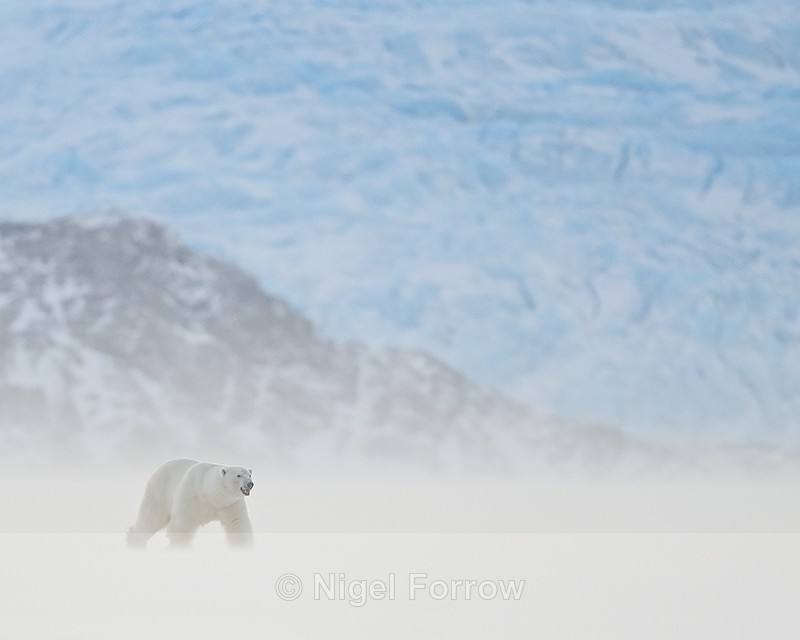 Male Polar Bear, Svalbard, Norway - Polar Bear