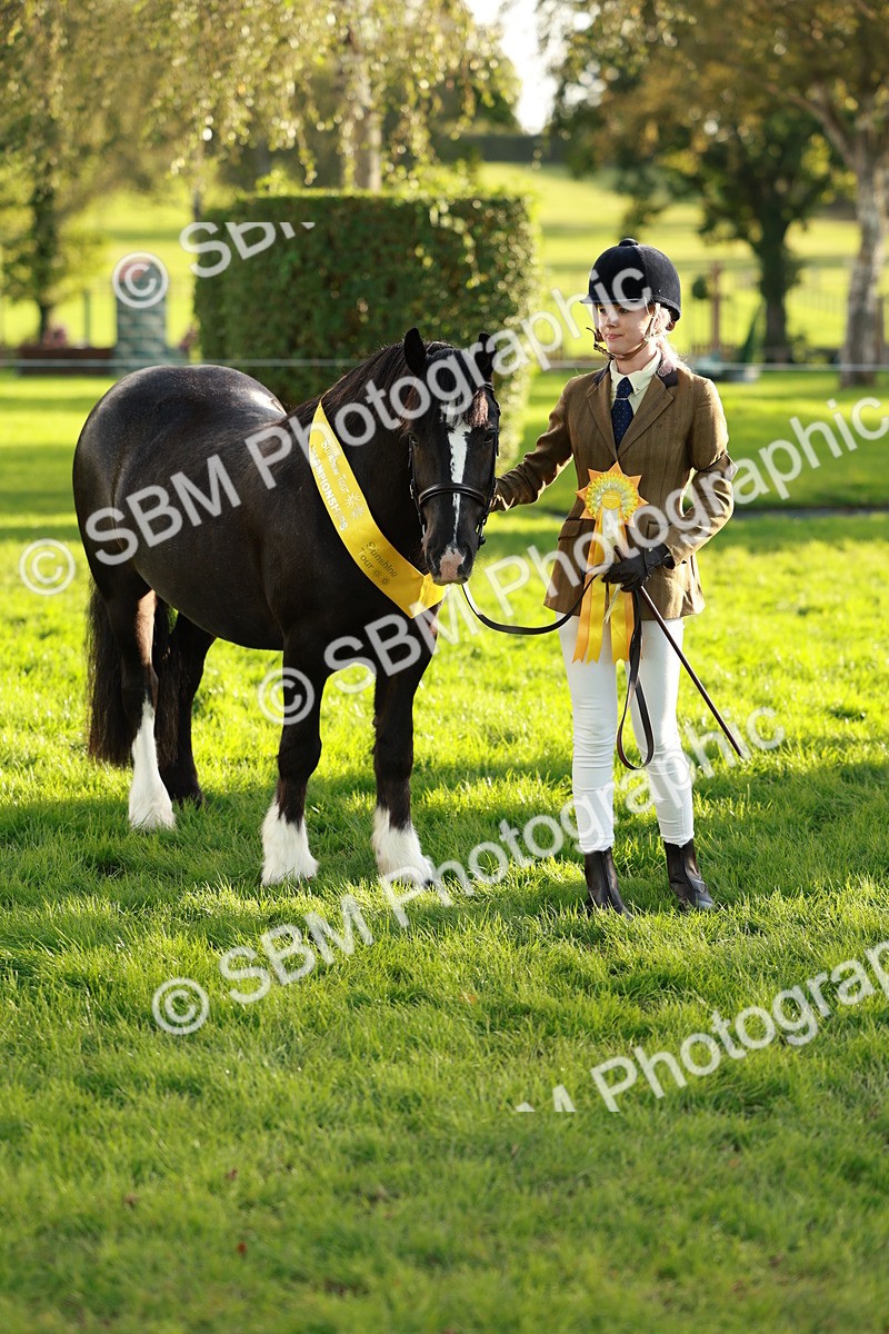 SBM_29304 - Novice & newcomer Supreme Championship