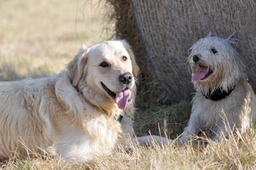 087jpg - Animals