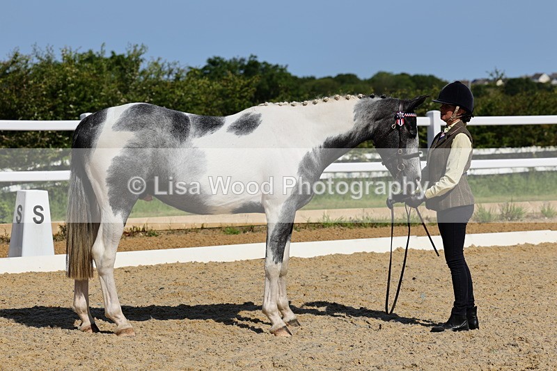 1X9A0805 - Class 4: Youngstock 1, 2, 3 year old to exceed 153cm