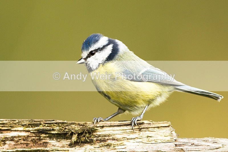 20121013-_MG_0886 - Blue Tit