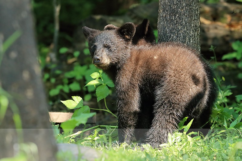 Black Bear cub looks back, Minnesota - American Black Bear