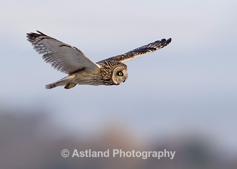 Astland Photography, Bird and Wildlife Images, Susan and Peter Wilson, U.K.