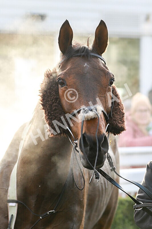 220125-Race 1-Siberian Star-3491 - Race 1