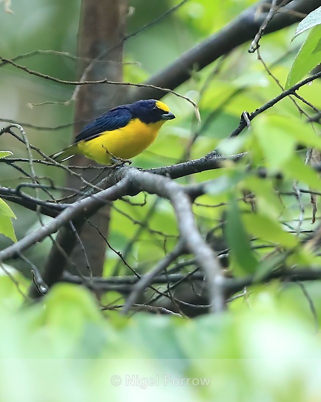 Thick-billed Euphonia (male), Gamboa, Panama - Thick-billed Euphonia
