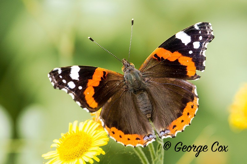 Red Admiral Walters Copse Isle of Wight - British Butterflies