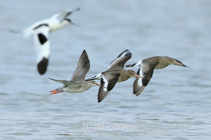 Spotted Redshank in flight alongside two Black-tailed Godwits - Spotted Redshank