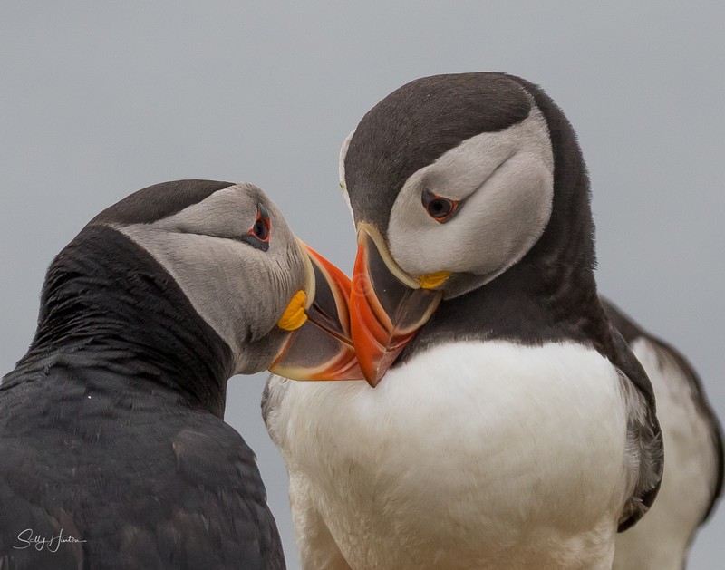 Puffen Love 1 - Puffins