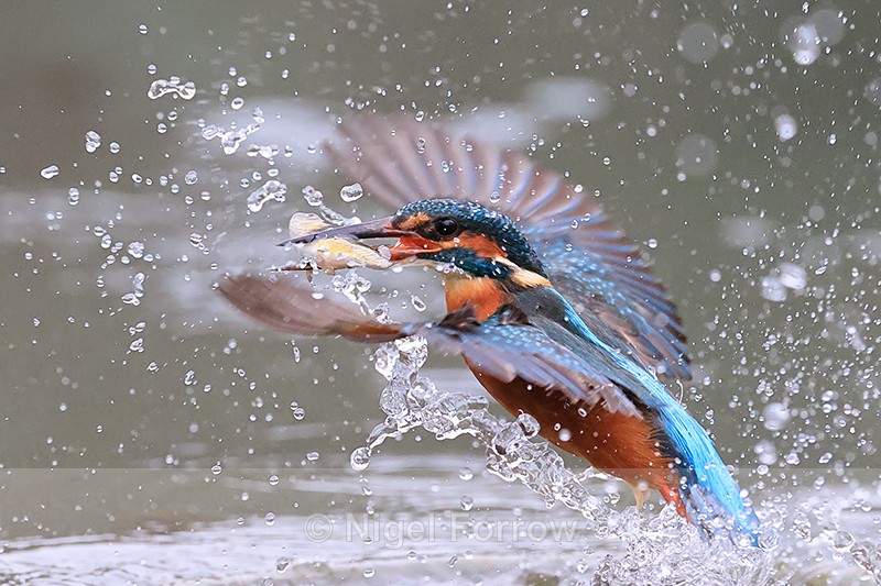 Common Kingfisher wings spread emerges from water with fish - Kingfisher