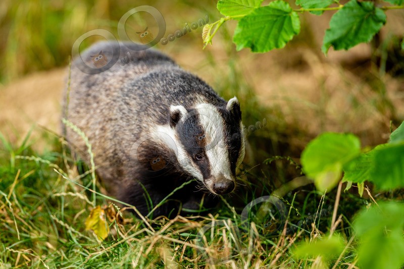 badger Meles meles-8175 - UK Wildlife