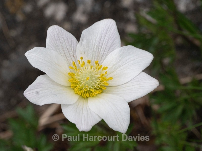 Monte Baldo anemone (Anemone baldensis) - Wild Flowers