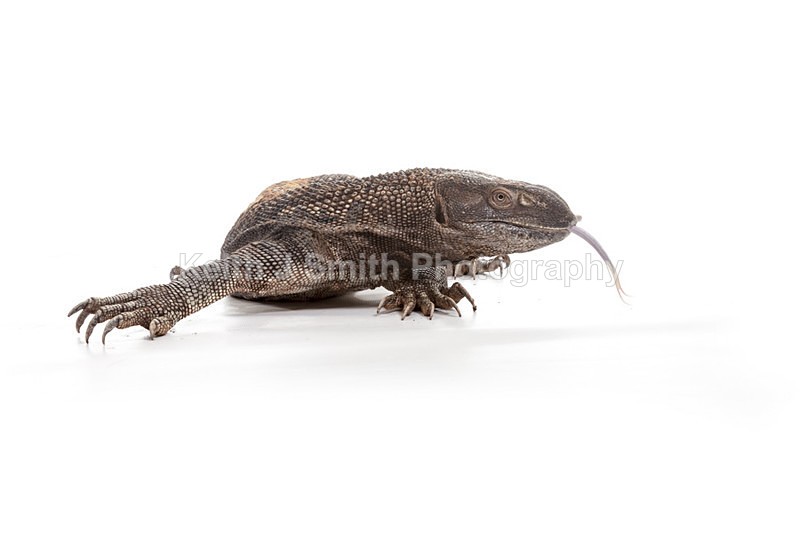 2SKJ8827 - Roaming Reptile Show. II