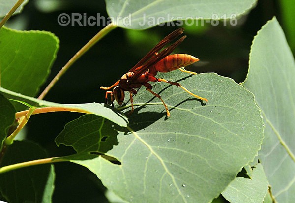 Back-off photoguy - Insects