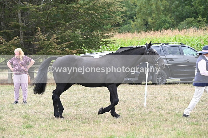 WJ6_6120 - Class 19 In-hand Veterans (Uploaded correct folder)
