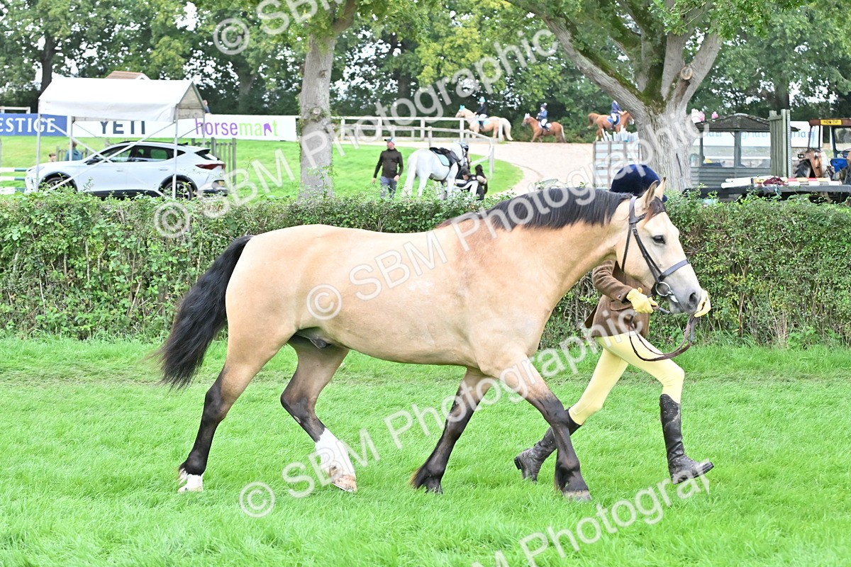 SBM_63235 - S49 - Mountain & Moorland In Hand Large Breeds
