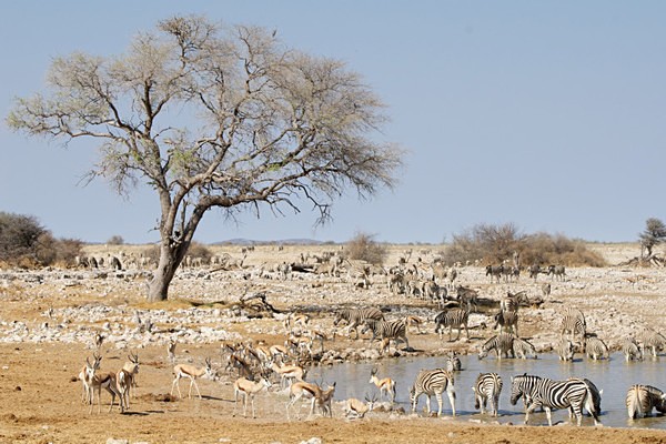  - African Journey
