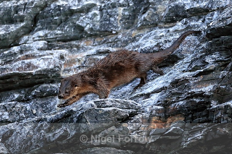 Marine Otter moving down cliff, Chanaral Island, Chile - Otter