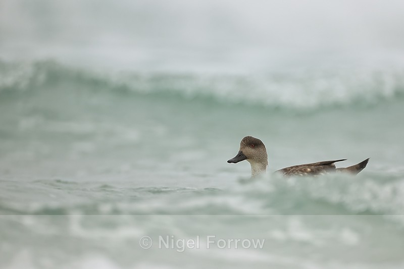 Crested Duck swimming between waves, Sunders Island, Falklands - Crested Duck