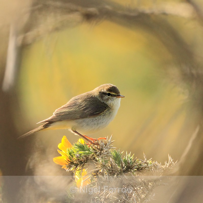 Willow Warbler perched on flowering gorse - Willow Warbler
