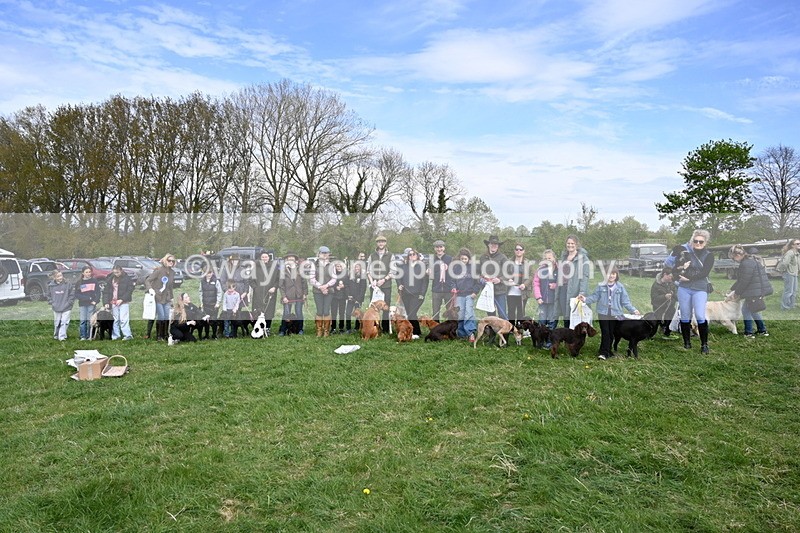 WJ6_9177 - Class 8 Best Working / Gun Dog or Bitch