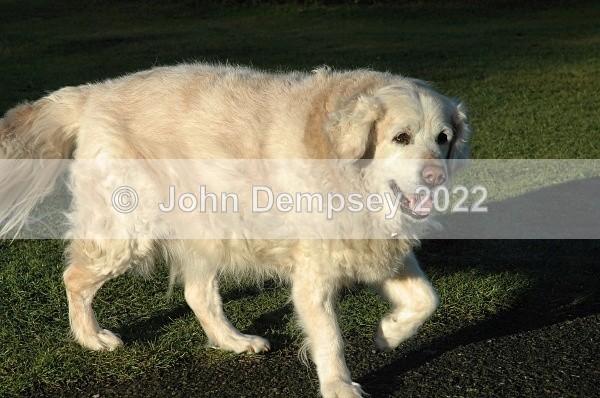 Nearly Fourteen Now - Walking the Dog