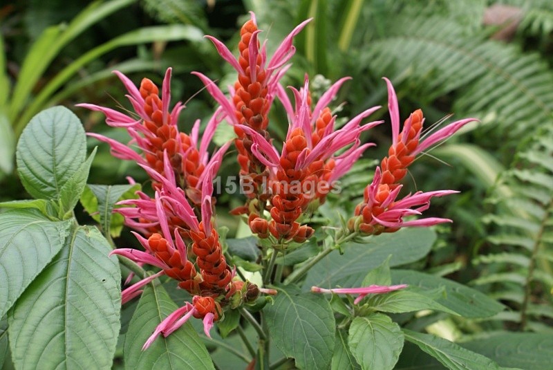 F1021 - Flowers