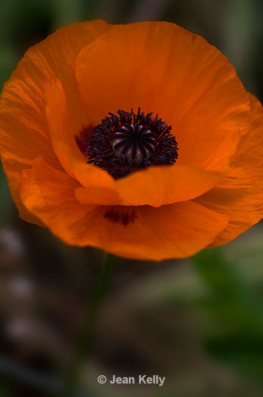 Orange flower - 5430 - Orange