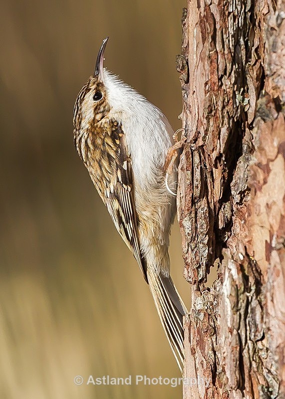 Astland Photography, Bird and Wildlife Images, Susan and Peter Wilson, U.K.