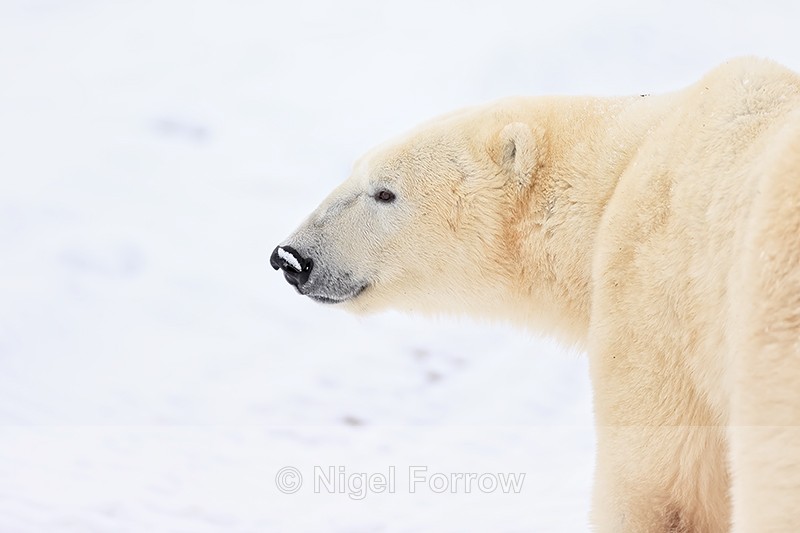 Polar Bear looks to side, Churchill, Canada - Polar Bear