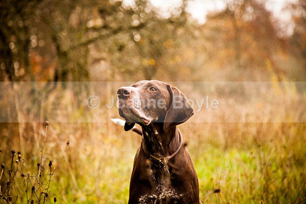 IMG_2119 - Dog Portrait Photography
