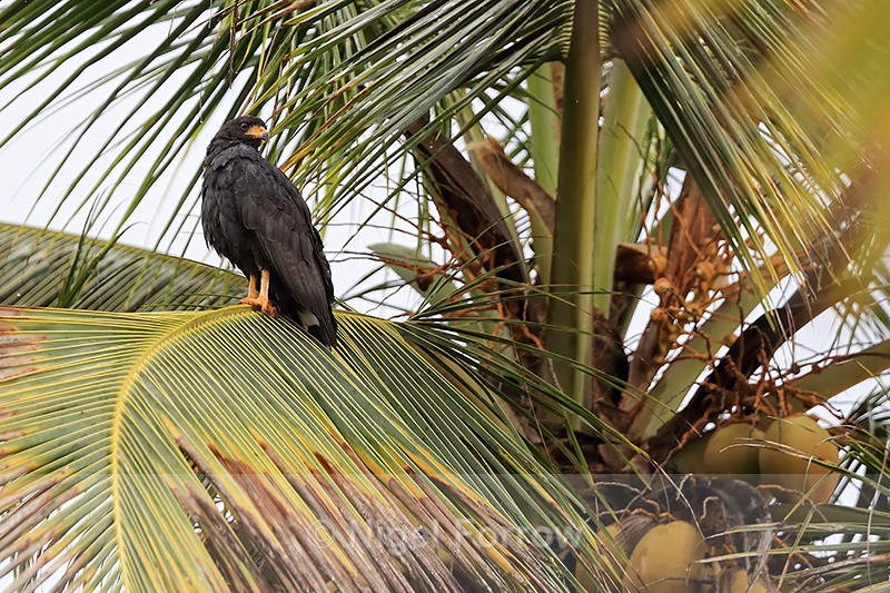 Common Black Hawk perched, Bocas del Toro, Panama - Common Black Hawk