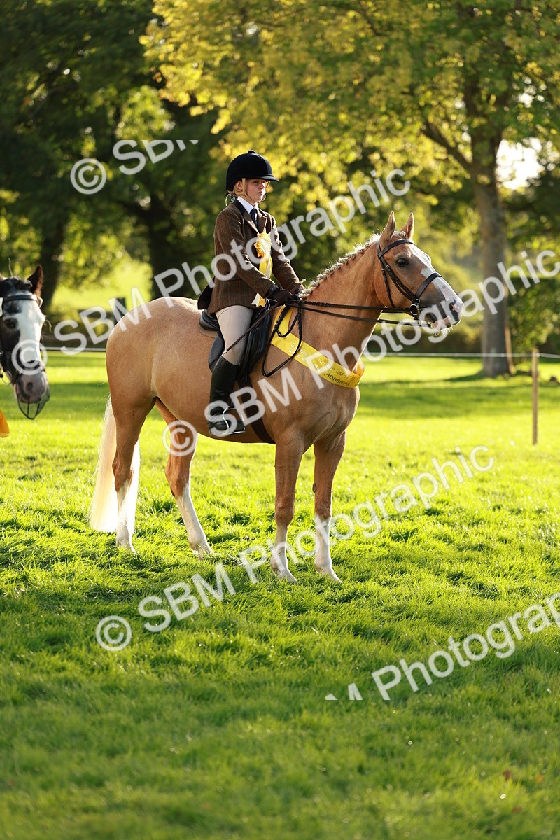 SBM_29311 - Novice & newcomer Supreme Championship