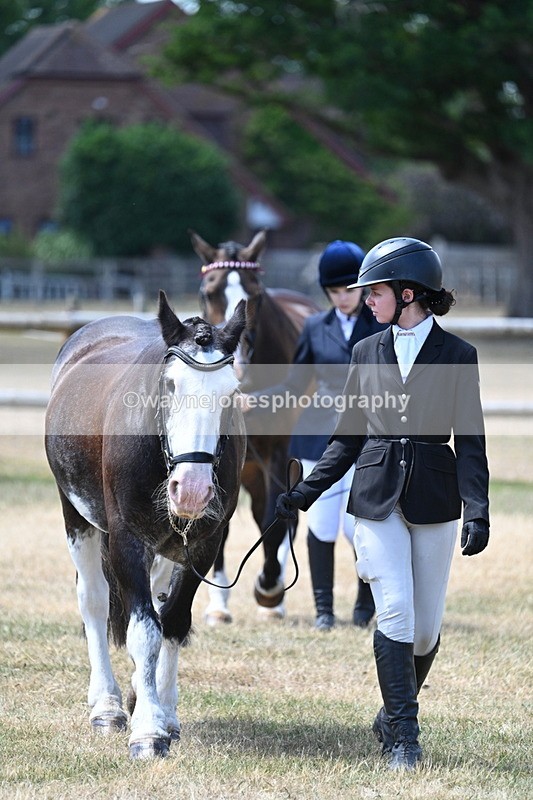 WJ7_2297 - Class 5a Most Handsome Gelding in hand (above 14.2hh)