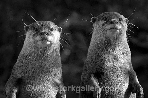 Otters - Wildlife and Animals