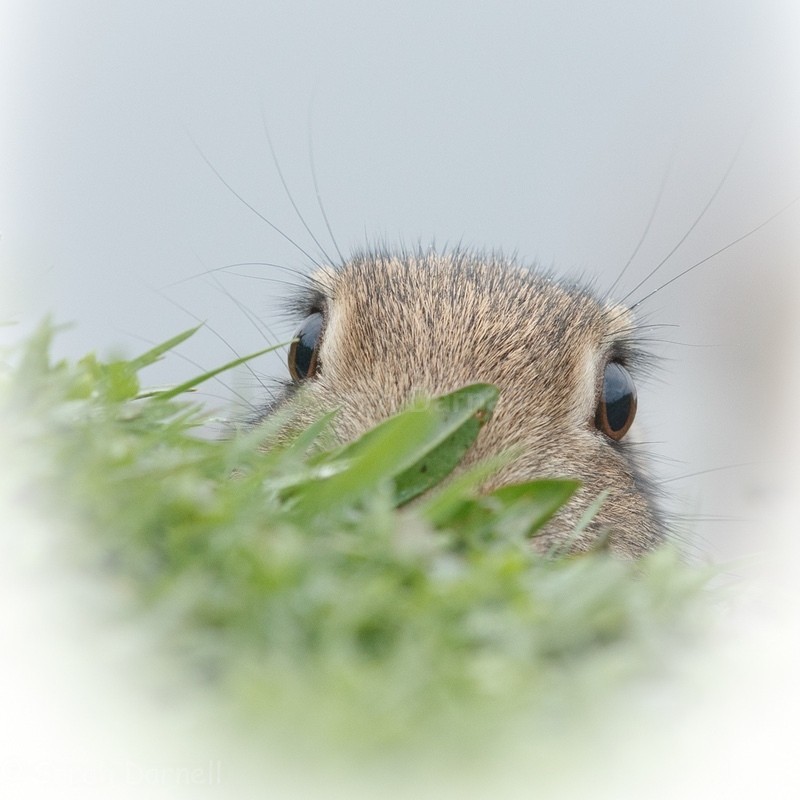 Eyelash Rabbit SD2511 - Greeting Cards