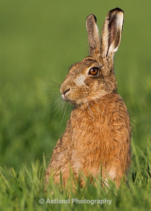 Astland Photography, Bird and Wildlife Images, Susan and Peter Wilson, U.K.