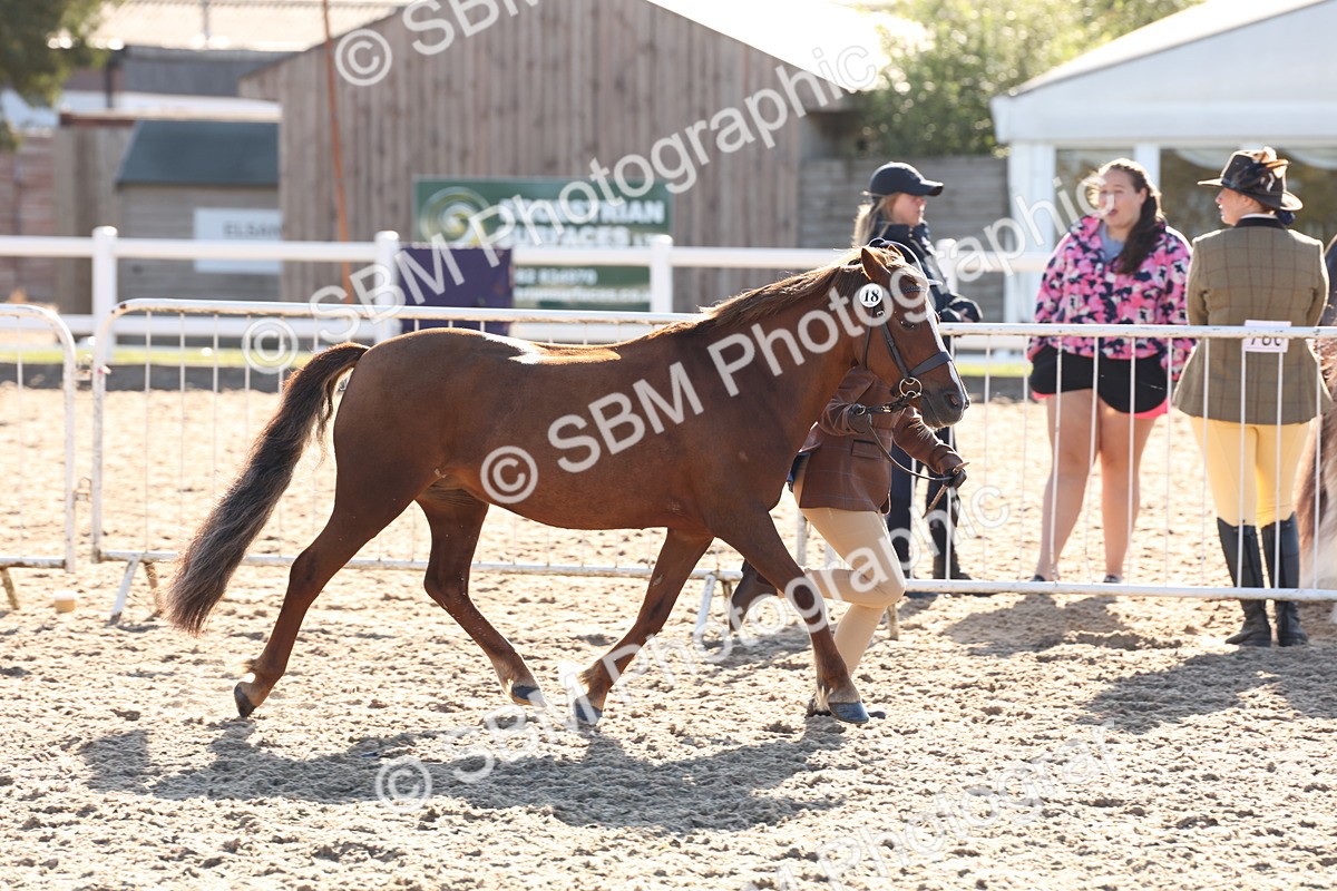SBM_11642 - Class 203 - Young Handler 11 to 16 years
