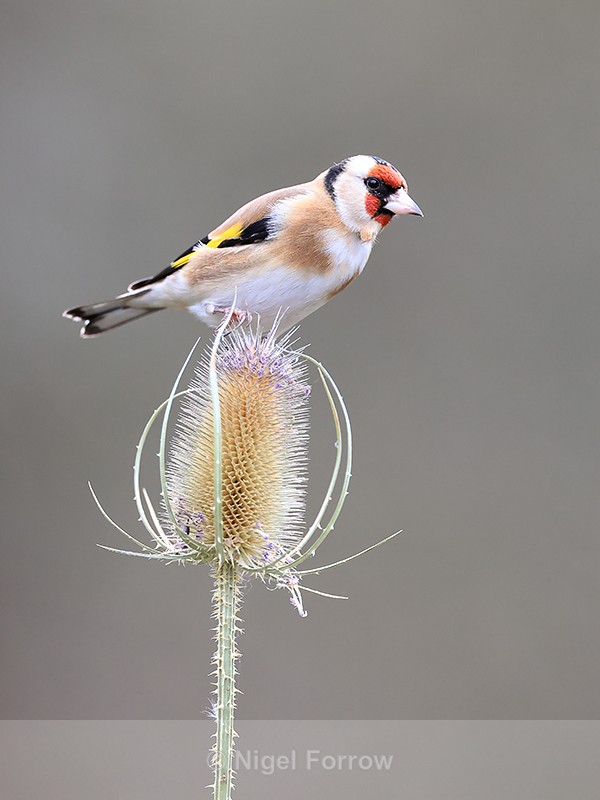 Goldfinch and teasel seed head, Otterbourne, Hampshire - Goldfinch