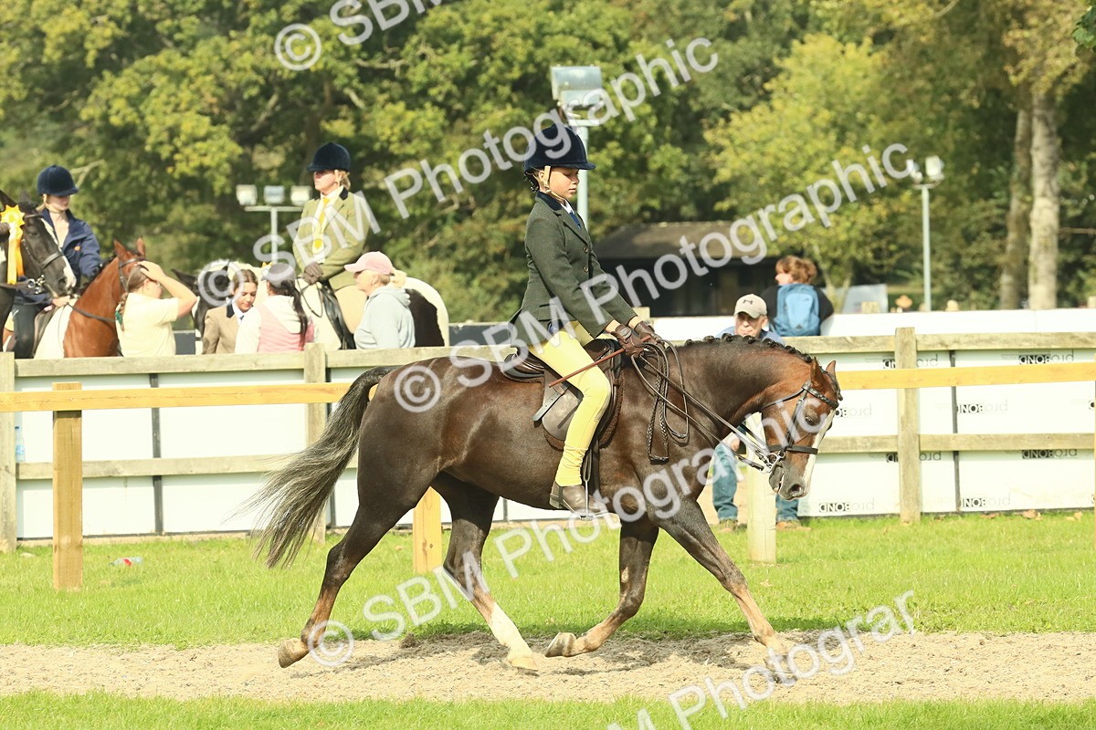 SBM_69029 - S58 - Mini Show Cob Ridden