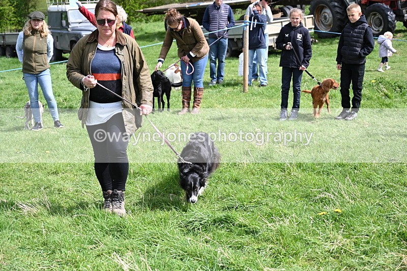 WJ6_8903 - Class 8 Best Working / Gun Dog or Bitch