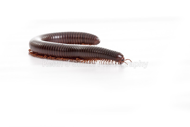 2SKJ8897 - Roaming Reptile Show. II