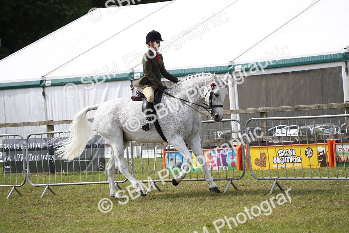 SBM_13220 - Class 95-96 - LIHS BSHA Rising Star Hack Riding Horse