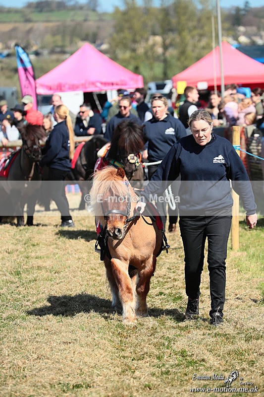 Shet 060426 61 - Shetland Pony Racing Paxford Races Easter Mon 06/04/26