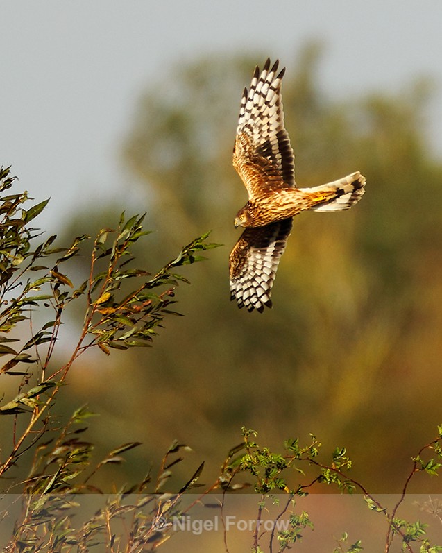 Hen Harrier in flight at Otmoor RSPB - Hen Harrier