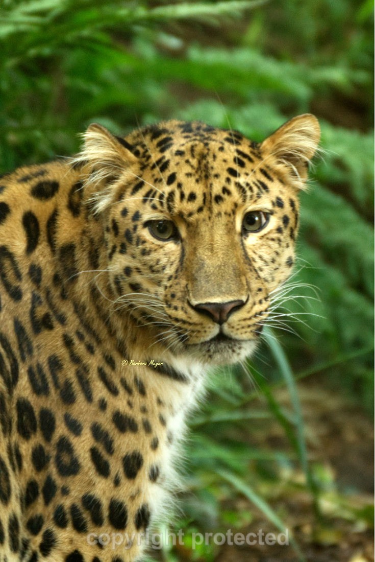 Amur Leopard - Crispin - Big Cats